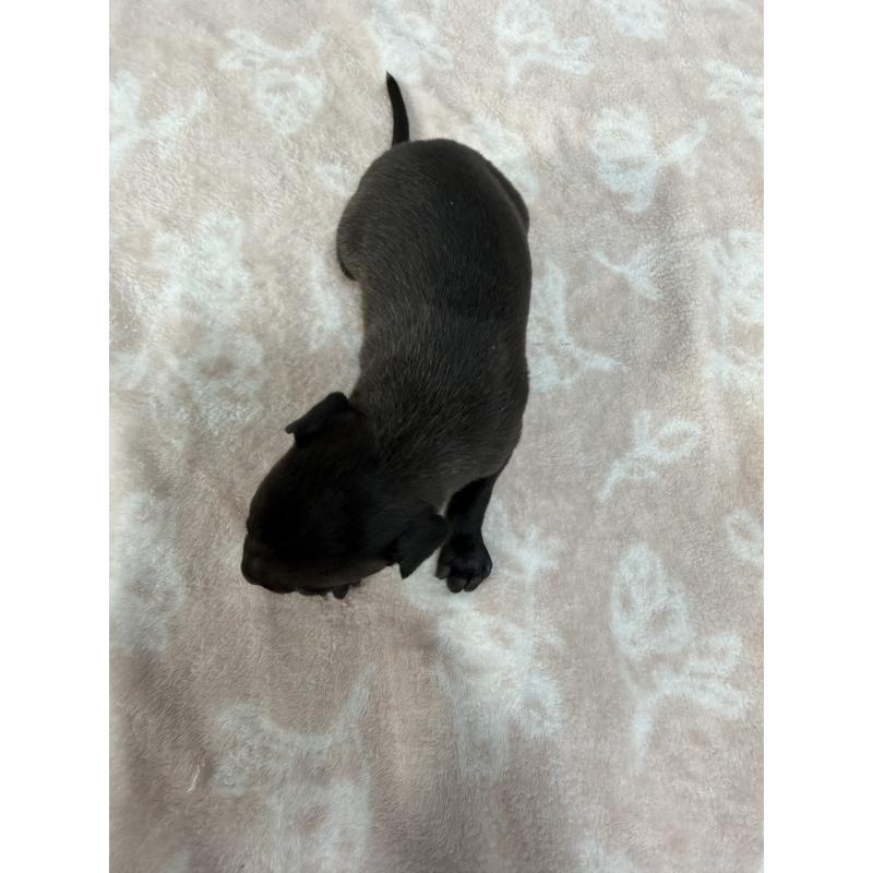 販売中の佐賀県のイタリアングレーハウンド(イタグレ)-437058の5枚目