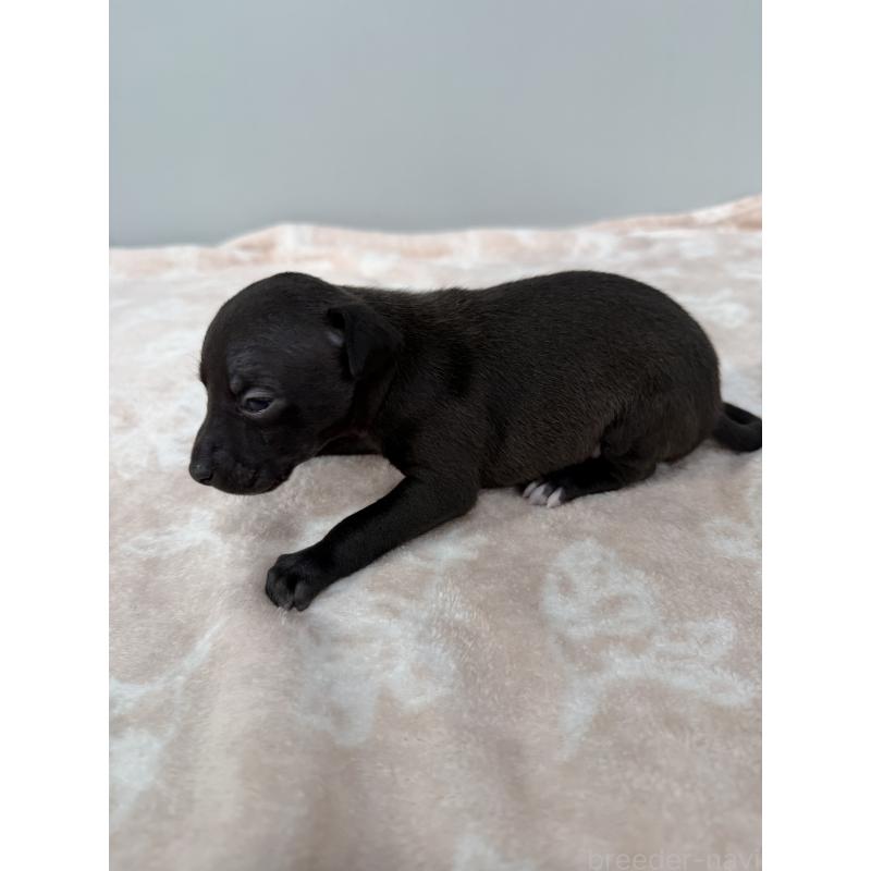 販売中の佐賀県のイタリアングレーハウンド(イタグレ)-437058の2枚目