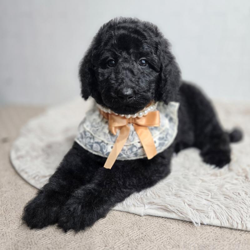 成約済の石川県のスタンダードプードル-434488の9枚目