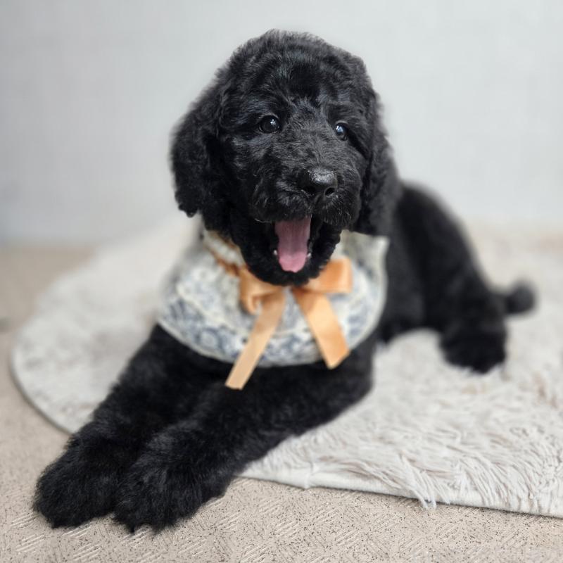 成約済の石川県のスタンダードプードル-434488の8枚目