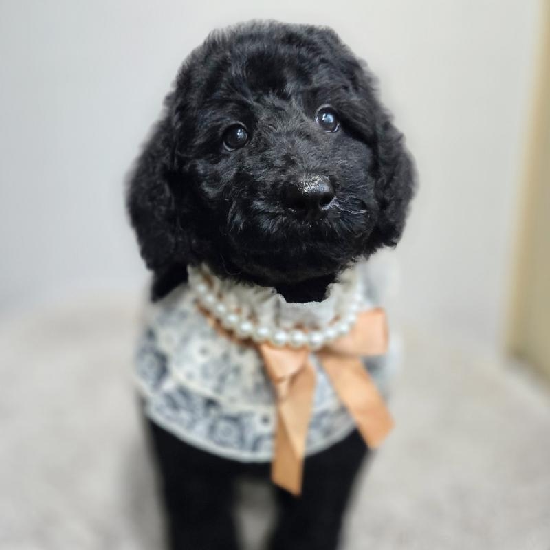 成約済の石川県のスタンダードプードル-434488の7枚目