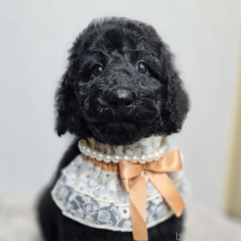 成約済の石川県のスタンダードプードル-434488の6枚目