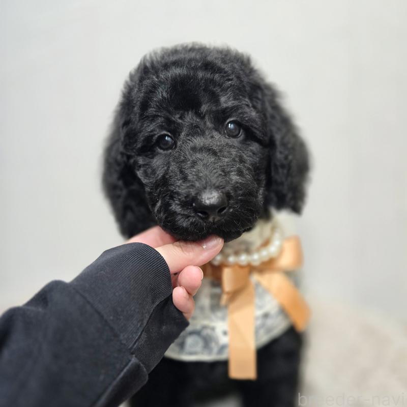 成約済の石川県のスタンダードプードル-434488の5枚目