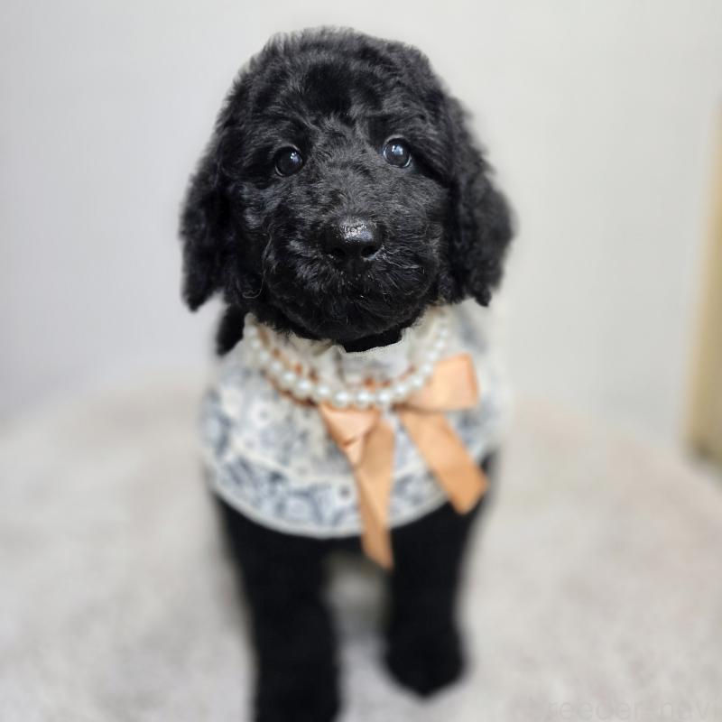 成約済の石川県のスタンダードプードル-434488の4枚目