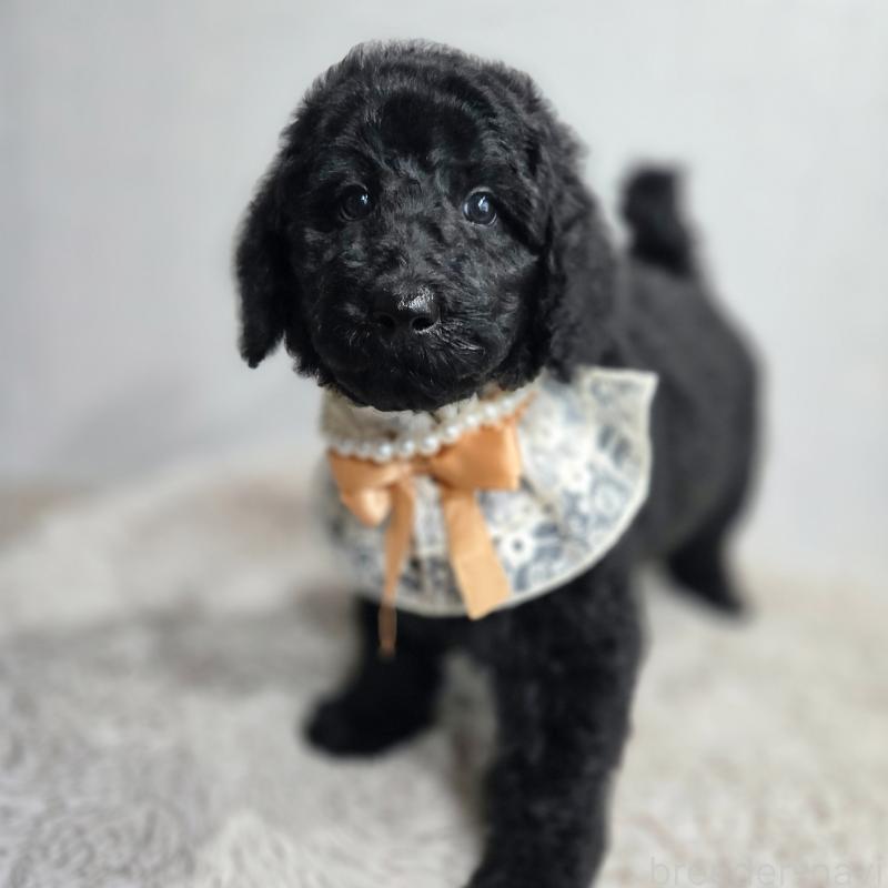 成約済の石川県のスタンダードプードル-434488の3枚目