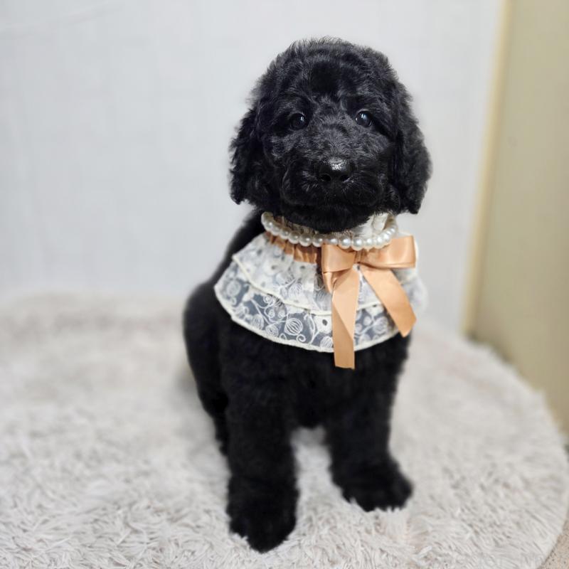 成約済の石川県のスタンダードプードル-434488の2枚目