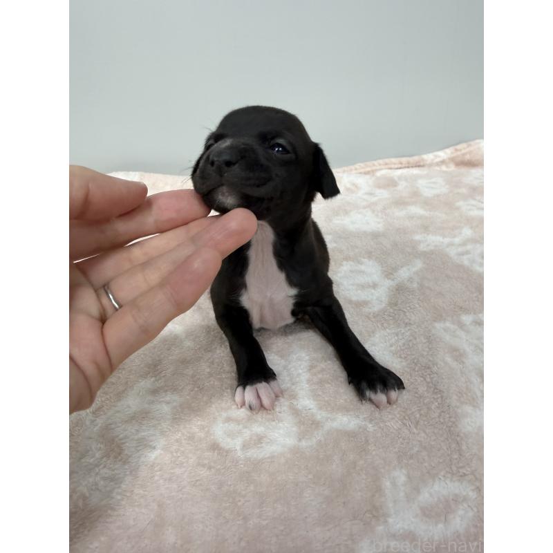 販売中の佐賀県のイタリアングレーハウンド(イタグレ)-437060の4枚目