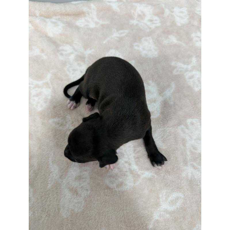 販売中の佐賀県のイタリアングレーハウンド(イタグレ)-437060の3枚目