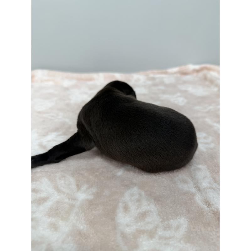 販売中の佐賀県のイタリアングレーハウンド(イタグレ)-437060の2枚目