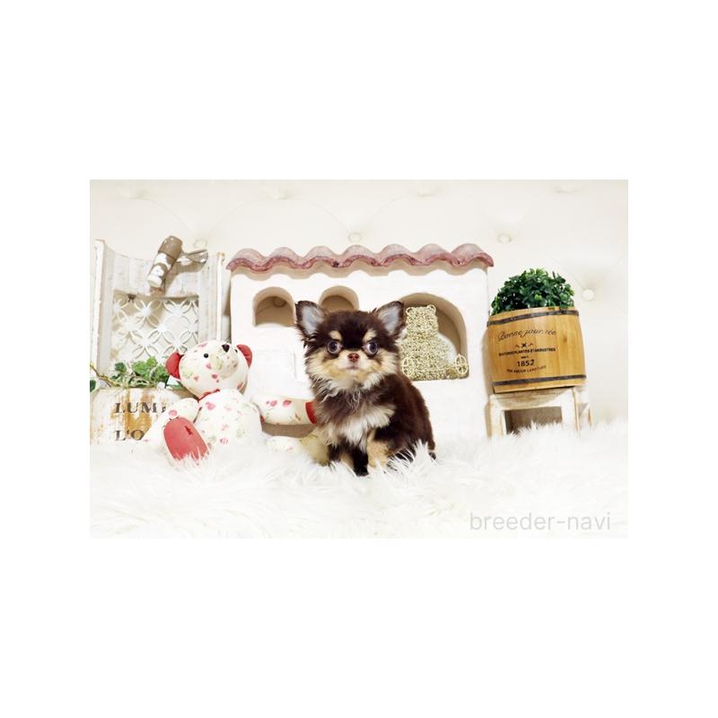 販売中の佐賀県のチワワ(ロングコート)-437059の5枚目