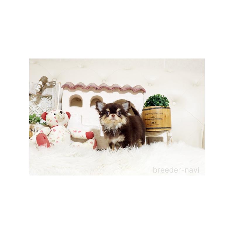 販売中の佐賀県のチワワ(ロングコート)-437059の4枚目