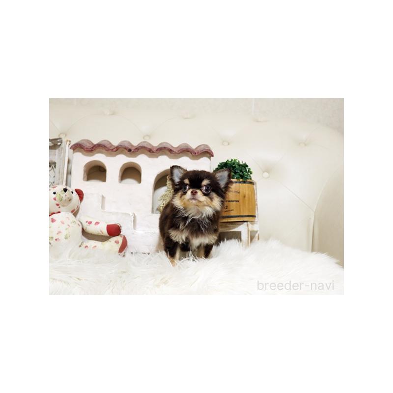 販売中の佐賀県のチワワ(ロングコート)-437059の2枚目