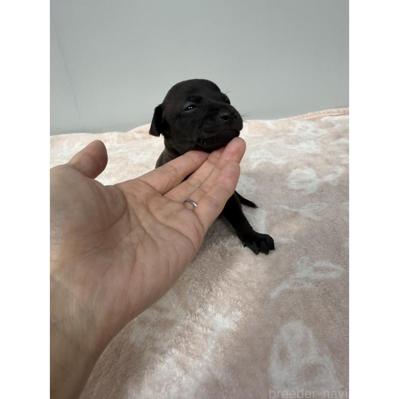 販売中の佐賀県のイタリアングレーハウンド(イタグレ)-437061の4枚目