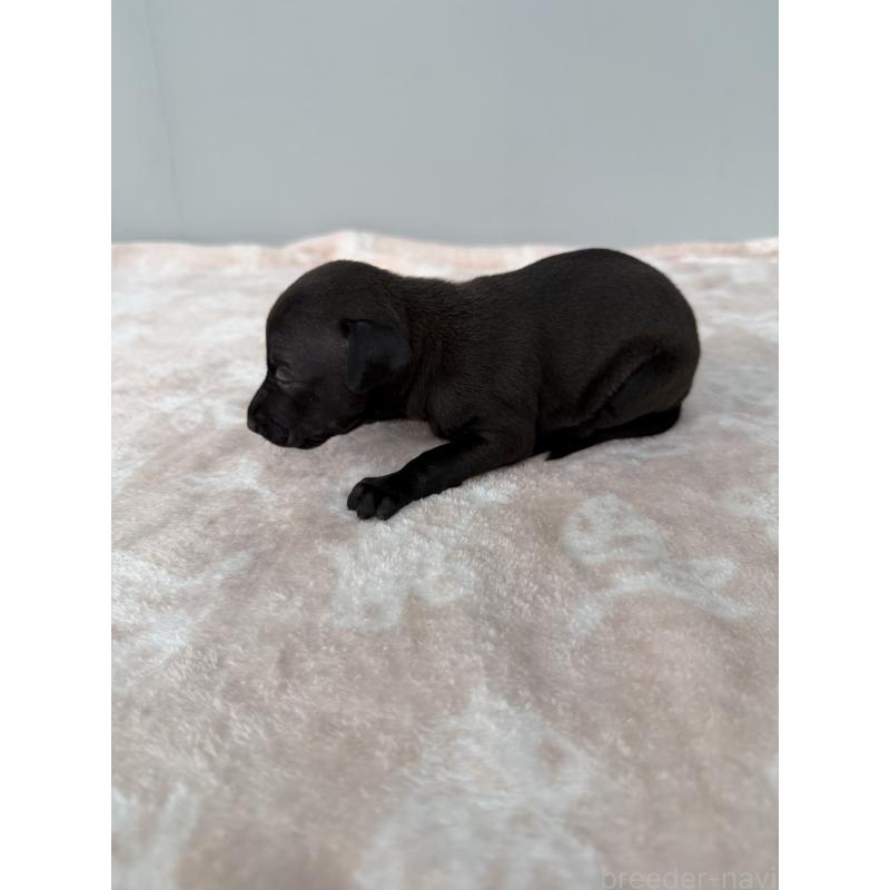 販売中の佐賀県のイタリアングレーハウンド(イタグレ)-437061の3枚目