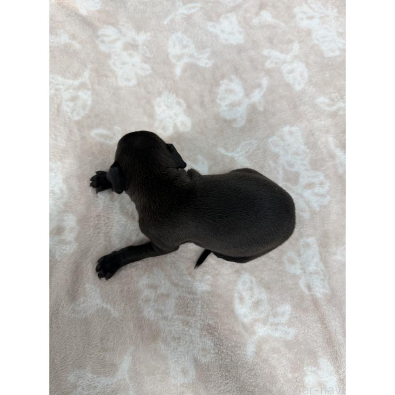 販売中の佐賀県のイタリアングレーハウンド(イタグレ)-437061の2枚目