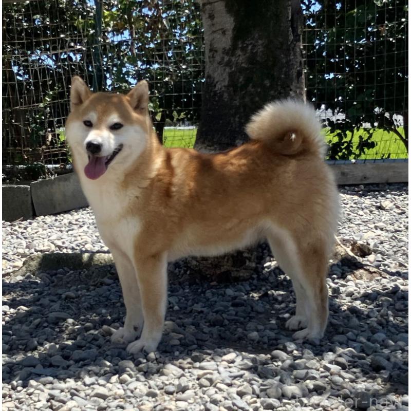 藤姫ちゃん1枚目