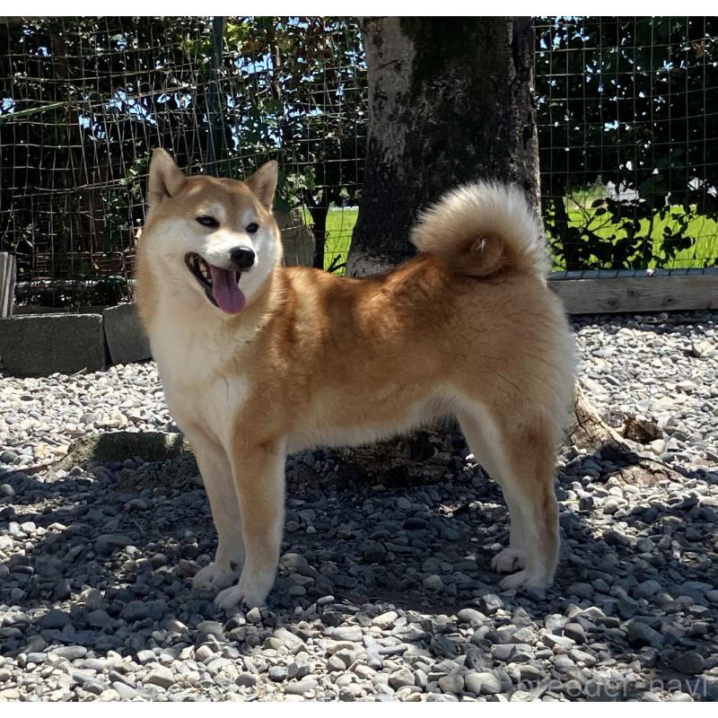 藤姫ちゃん1枚目