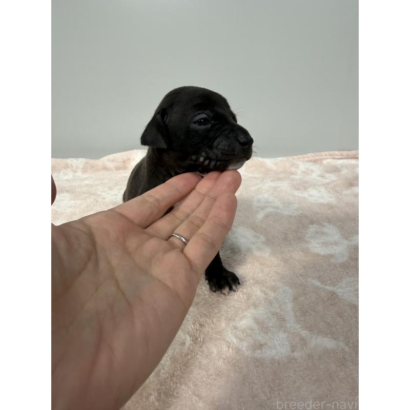 販売中の佐賀県のイタリアングレーハウンド(イタグレ)-437062の8枚目