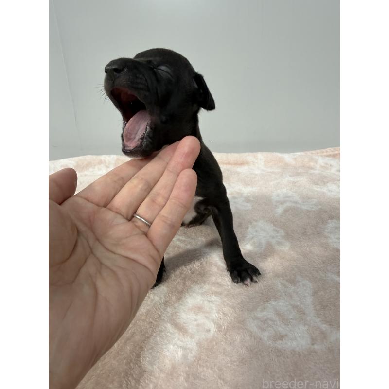 販売中の佐賀県のイタリアングレーハウンド(イタグレ)-437062の7枚目