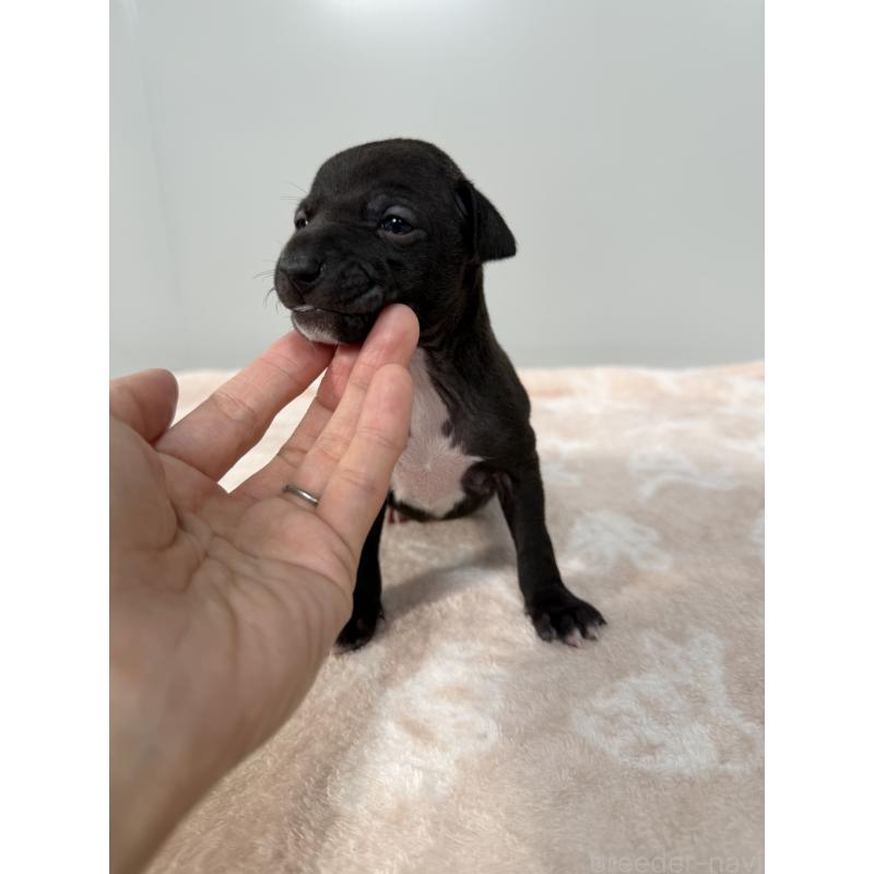 販売中の佐賀県のイタリアングレーハウンド(イタグレ)-437062の6枚目