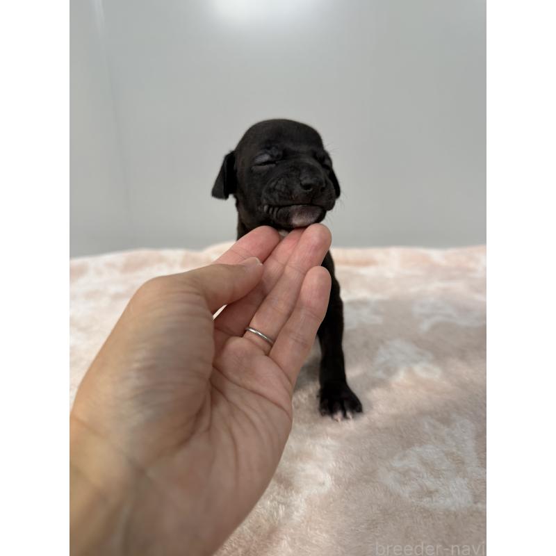 販売中の佐賀県のイタリアングレーハウンド(イタグレ)-437062の5枚目