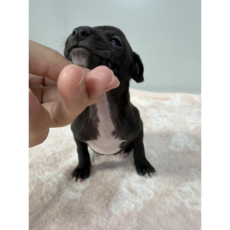 販売中の佐賀県のイタリアングレーハウンド(イタグレ)-437062の4枚目