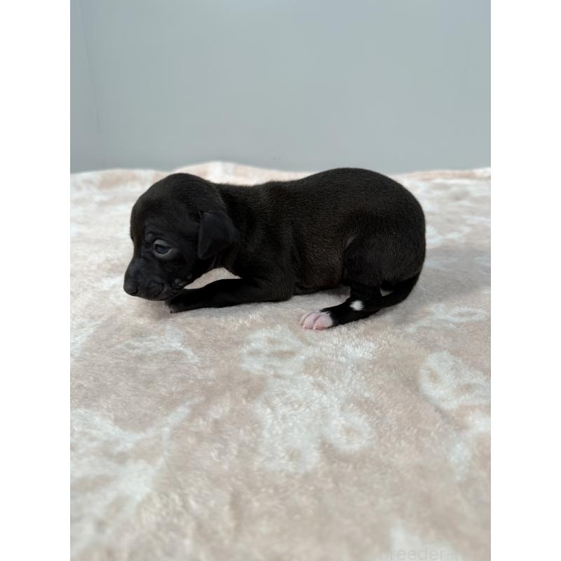 販売中の佐賀県のイタリアングレーハウンド(イタグレ)-437062の3枚目