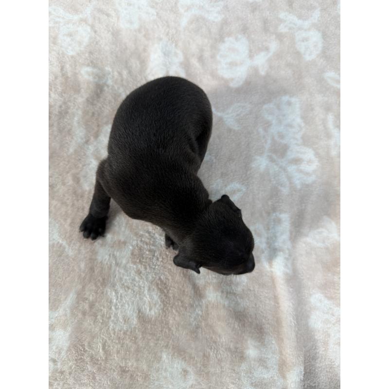 販売中の佐賀県のイタリアングレーハウンド(イタグレ)-437062の2枚目