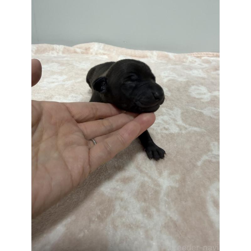 販売中の佐賀県のイタリアングレーハウンド(イタグレ)-437064の5枚目