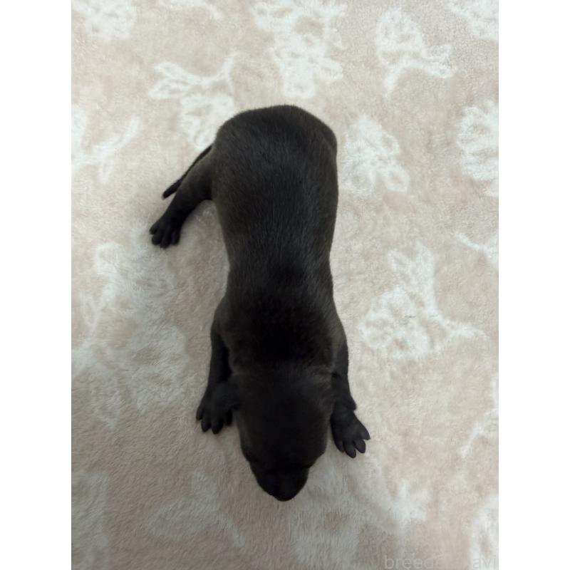 販売中の佐賀県のイタリアングレーハウンド(イタグレ)-437064の3枚目