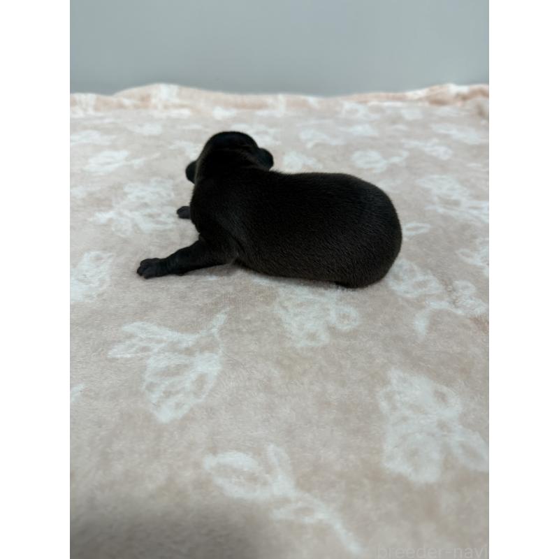 販売中の佐賀県のイタリアングレーハウンド(イタグレ)-437064の2枚目