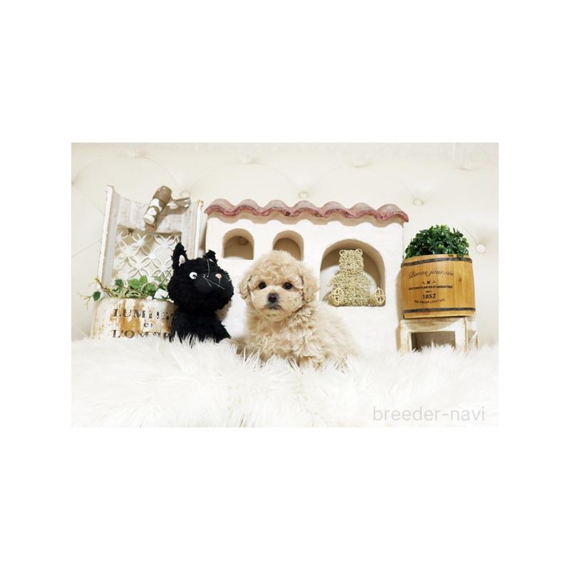 販売中の佐賀県のトイプードル-437063の4枚目