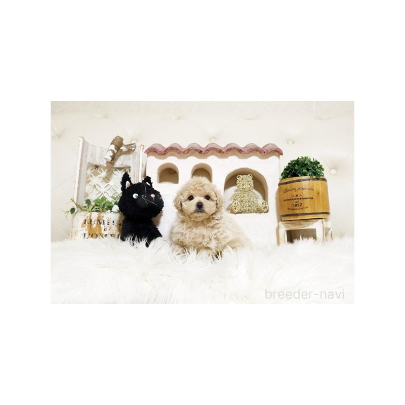 販売中の佐賀県のトイプードル-437063の3枚目