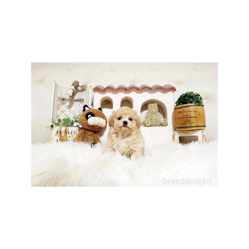 販売中の佐賀県のトイプードル-437065の5枚目