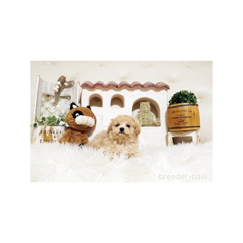 販売中の佐賀県のトイプードル-437065の4枚目