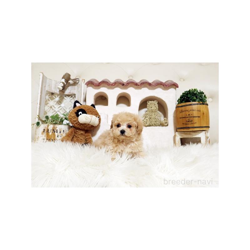 販売中の佐賀県のトイプードル-437065の3枚目