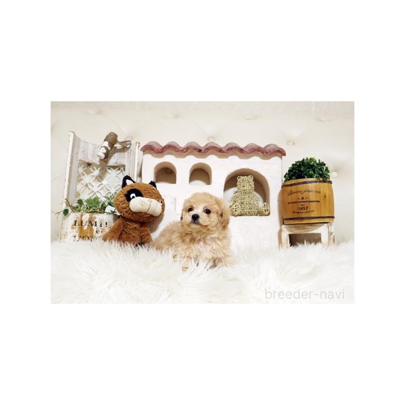 販売中の佐賀県のトイプードル-437065の2枚目