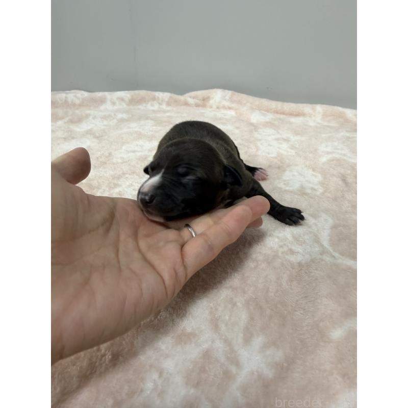 販売中の佐賀県のイタリアングレーハウンド(イタグレ)-437068の1枚目