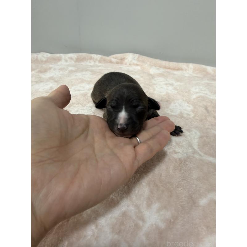 販売中の佐賀県のイタリアングレーハウンド(イタグレ)-437068の6枚目