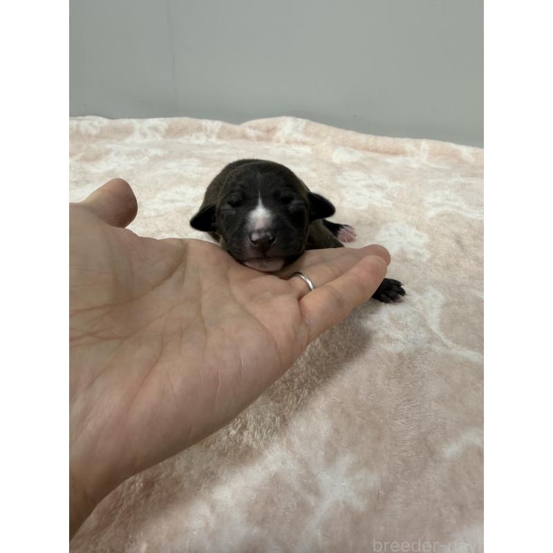 販売中の佐賀県のイタリアングレーハウンド(イタグレ)-437068の5枚目