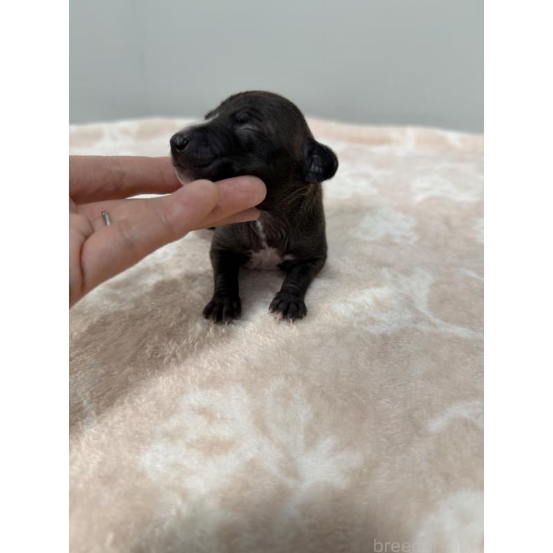 販売中の佐賀県のイタリアングレーハウンド(イタグレ)-437068の4枚目