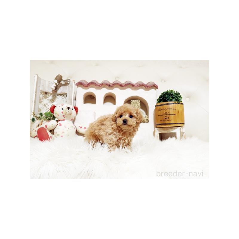 販売中の佐賀県のトイプードル-437067の2枚目