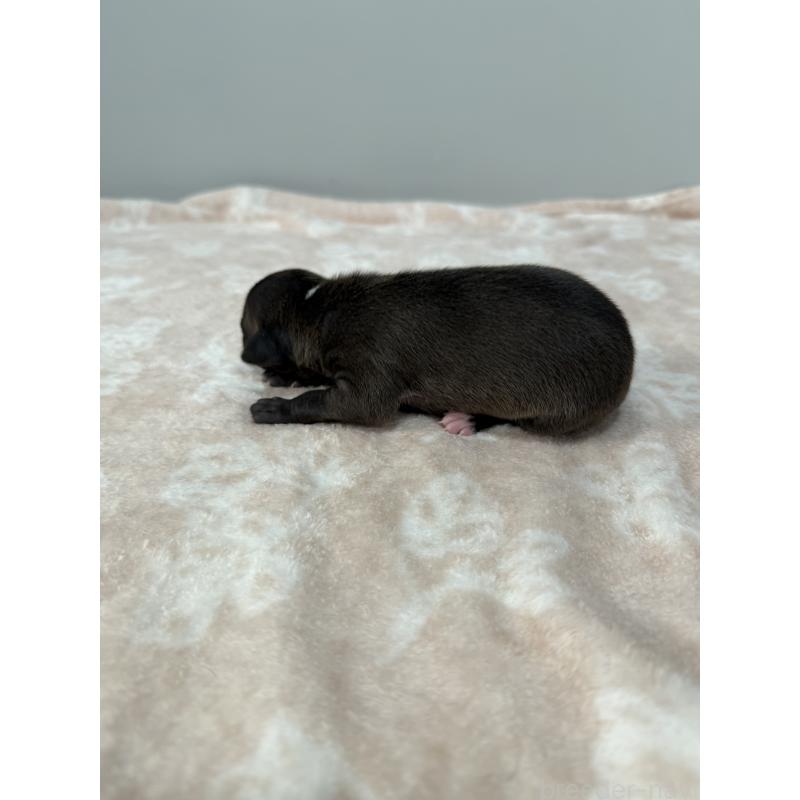 販売中の佐賀県のイタリアングレーハウンド(イタグレ)-437068の2枚目