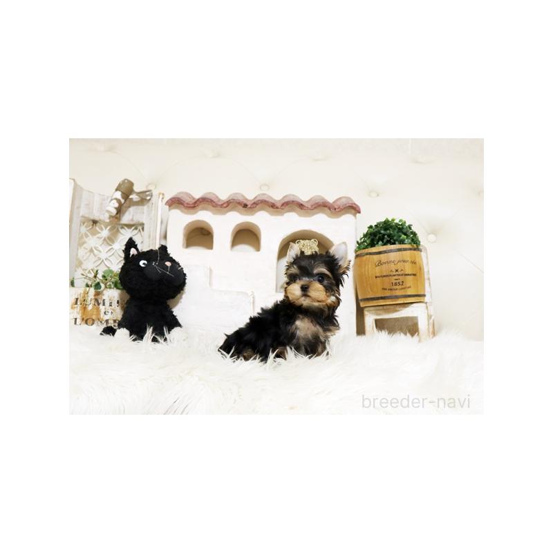 販売中の佐賀県のヨークシャーテリア-437069の5枚目