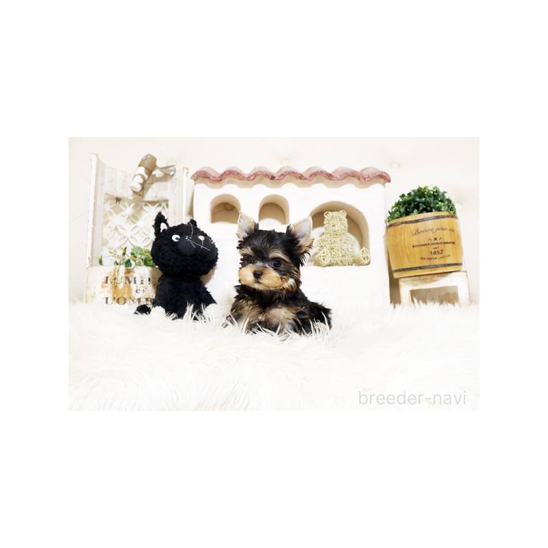 販売中の佐賀県のヨークシャーテリア-437069の2枚目