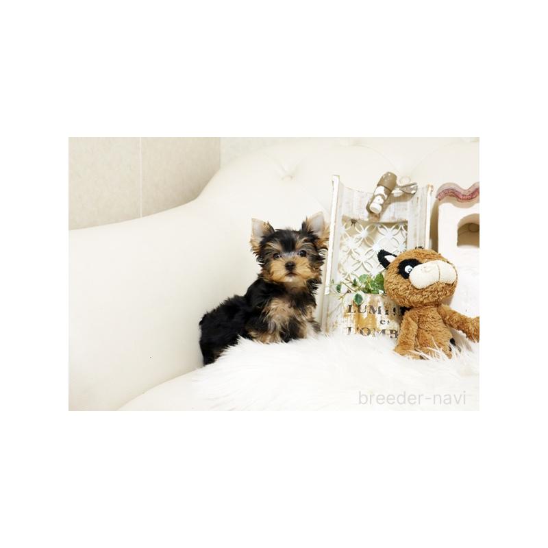 販売中の佐賀県のヨークシャーテリア-437070の5枚目