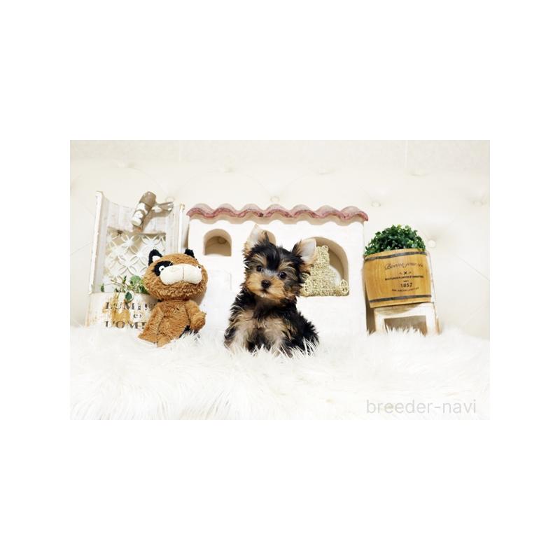 販売中の佐賀県のヨークシャーテリア-437070の2枚目