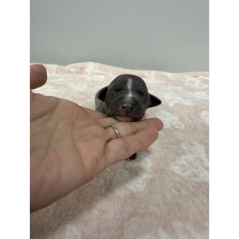 販売中の佐賀県のイタリアングレーハウンド(イタグレ)-437072の6枚目