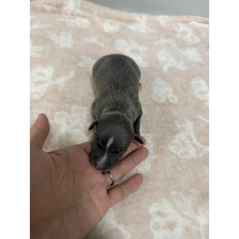 販売中の佐賀県のイタリアングレーハウンド(イタグレ)-437072の4枚目