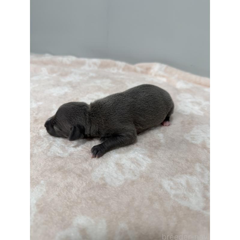 販売中の佐賀県のイタリアングレーハウンド(イタグレ)-437072の3枚目